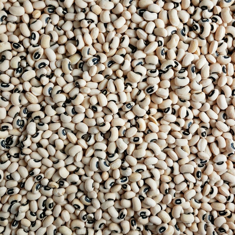 Black Eyed Pea (Cowpea / Chori)