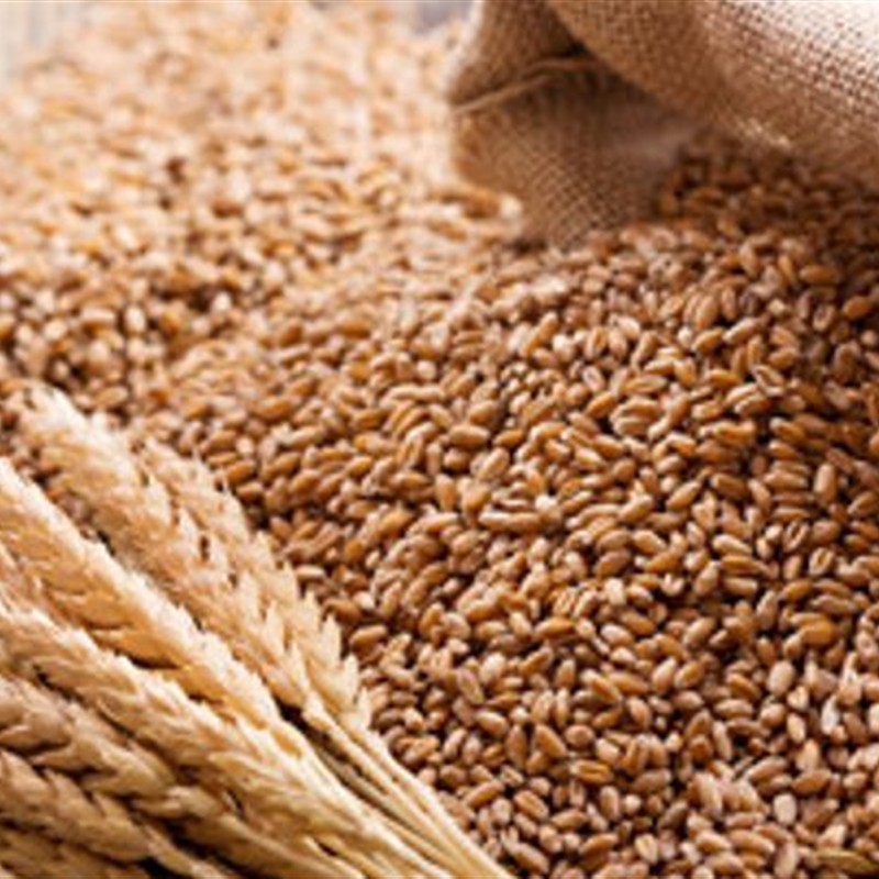 Wheat