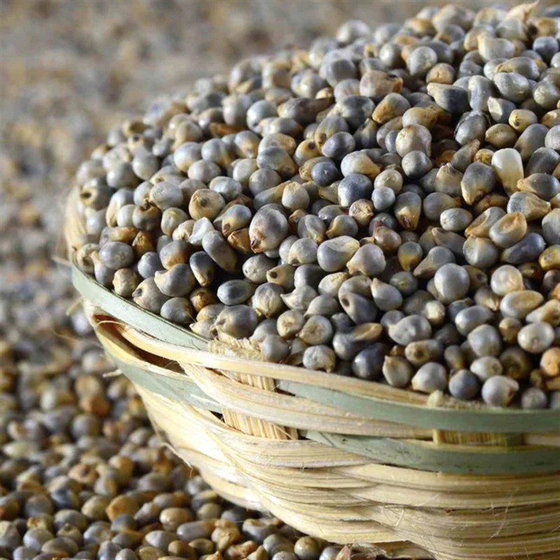 Millet (Bajra / Pearl Millet)